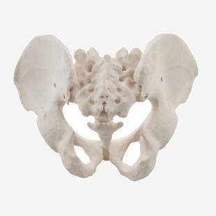 Male Pelvis Model