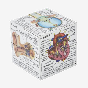 Human Body Cube